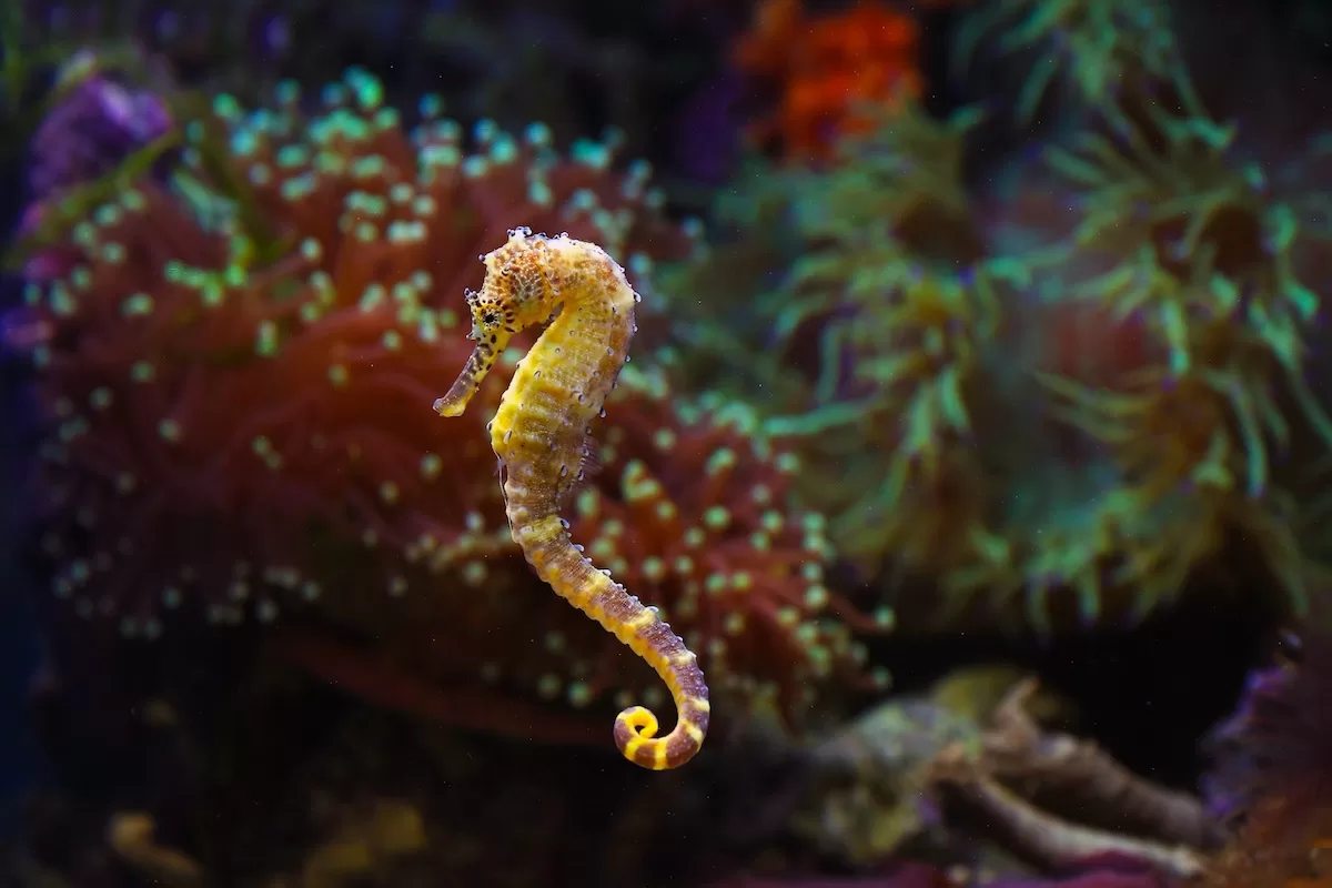 Understand Seahorse Ecology 