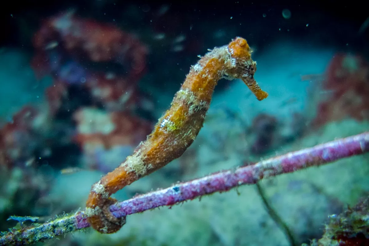 Big old lined Seahorse (Hippocampus Erectus), Northern Seahorse or Spotted Seahorse