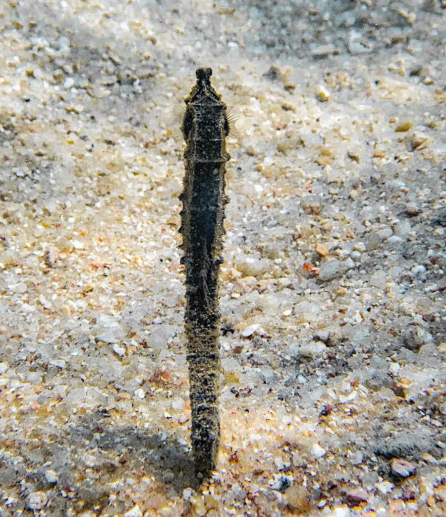 Seahorses in Koh Tao, Thailand