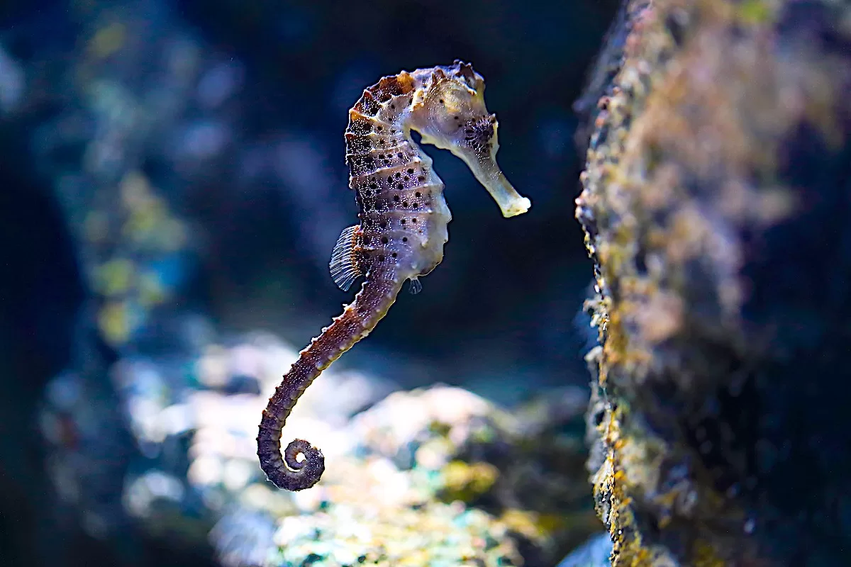 Seahorse Monitoring Course in Koh Tao, Thailand