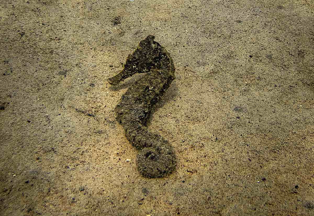 Seahorse Ecology in Koh Tao, Thailand