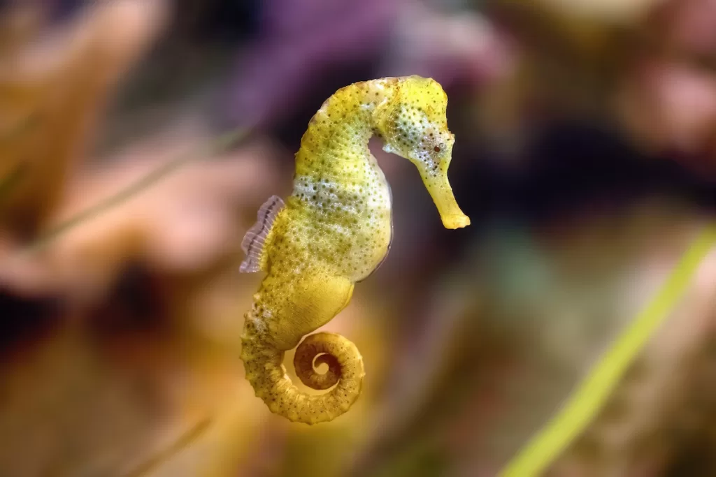 Slim seahorse - Hippocampus reidi