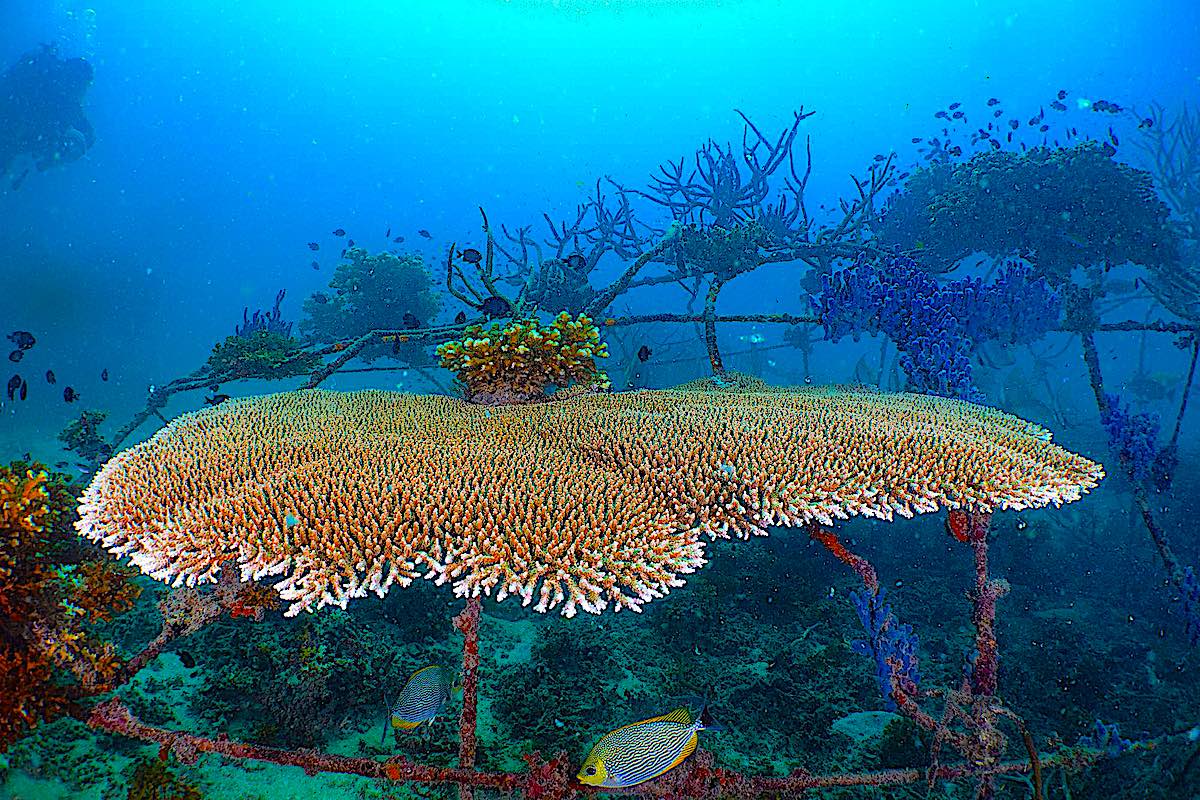 coral restoration course on koh tao