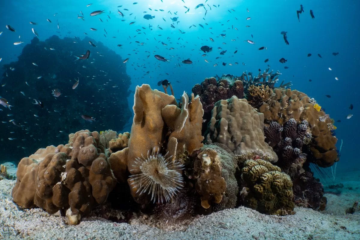 fun diving trips in thailand - coral reefs