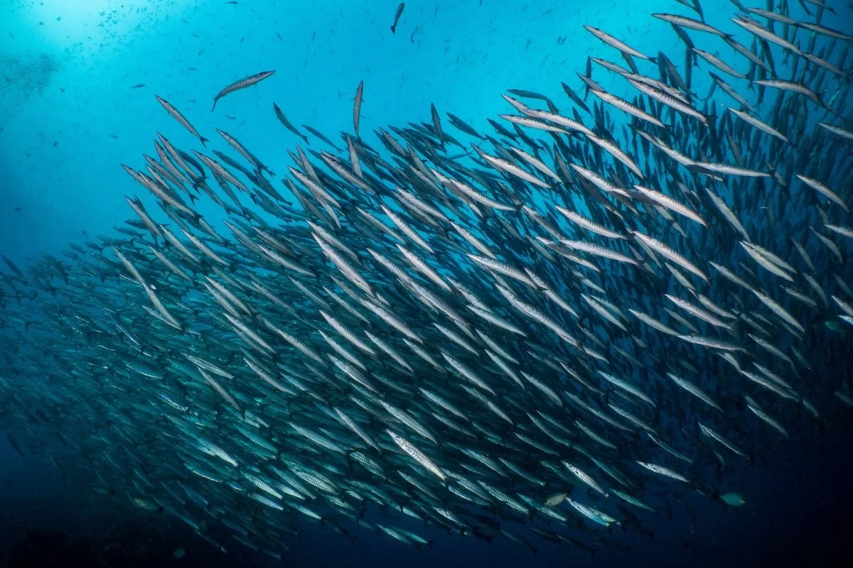 Fun Diving at Sail Rock in Schooling Fish