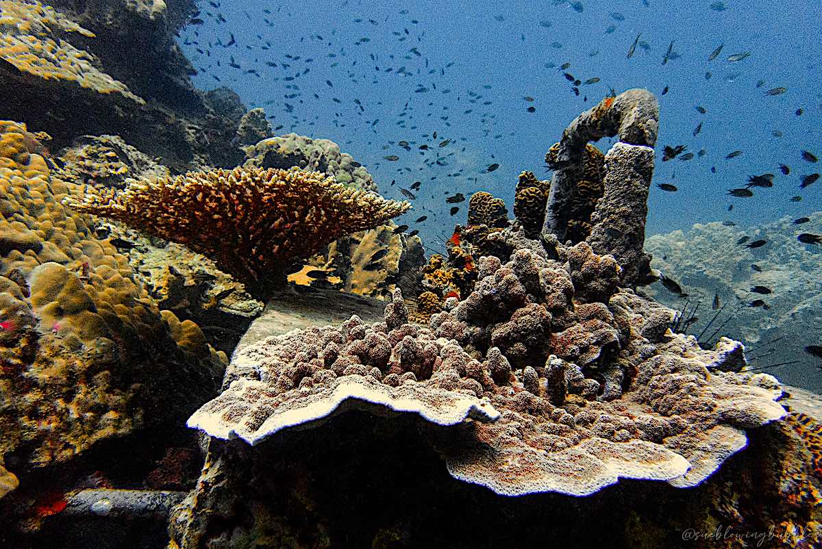 Diversity of Coral Reefs in Thailand