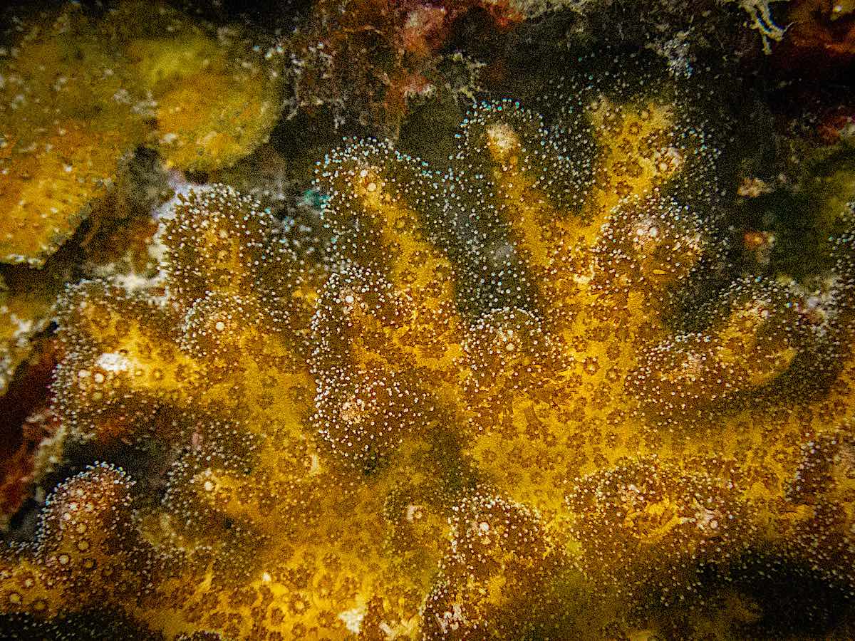 Become an Expert in Identifying Coral Genera