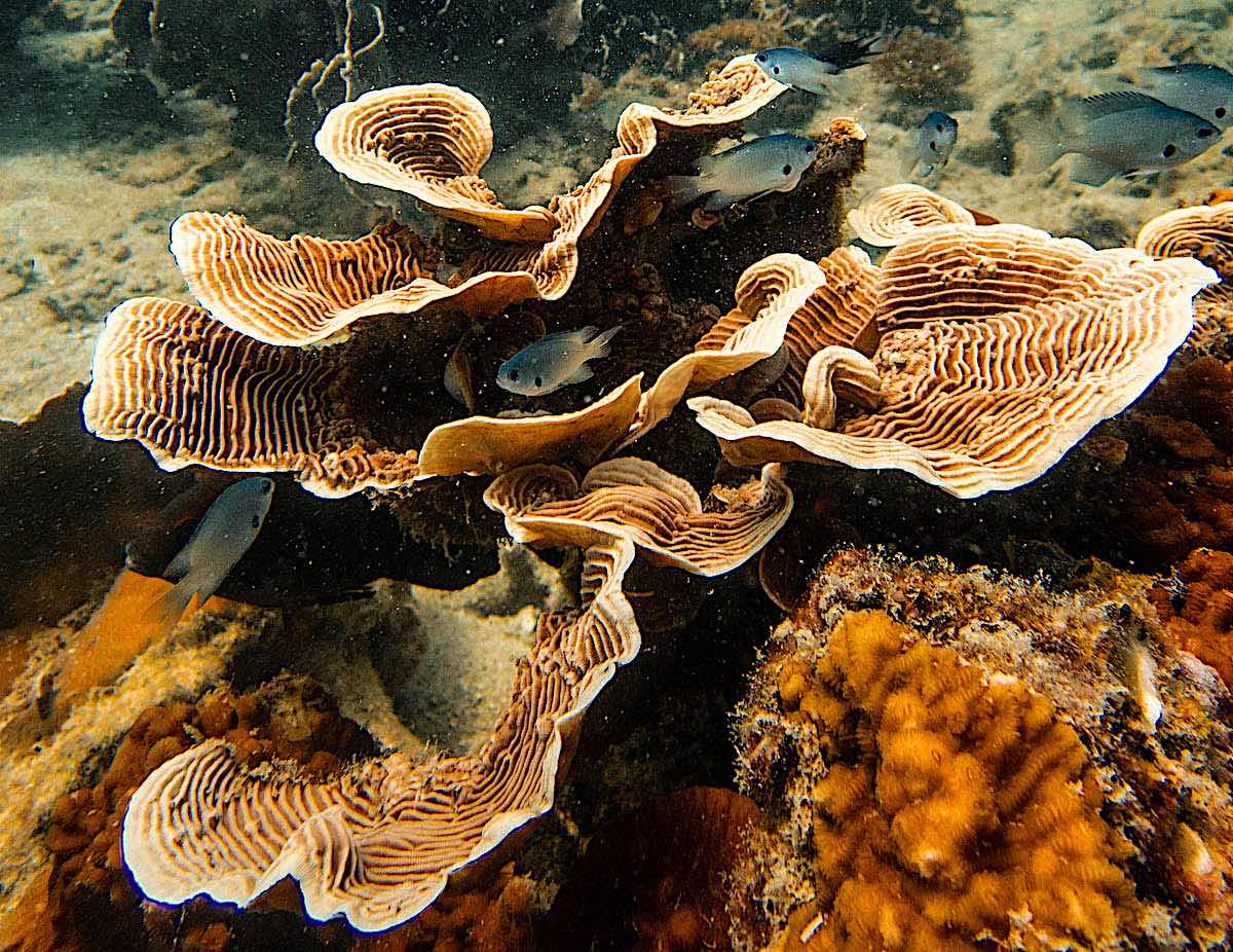 Hard Coral that make up a lot of coral reefs