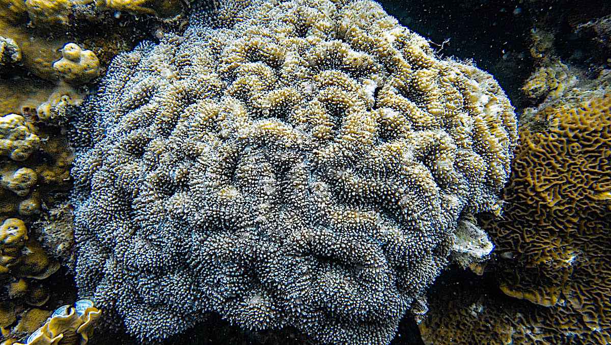 Marine Conservation Internships in Thailand