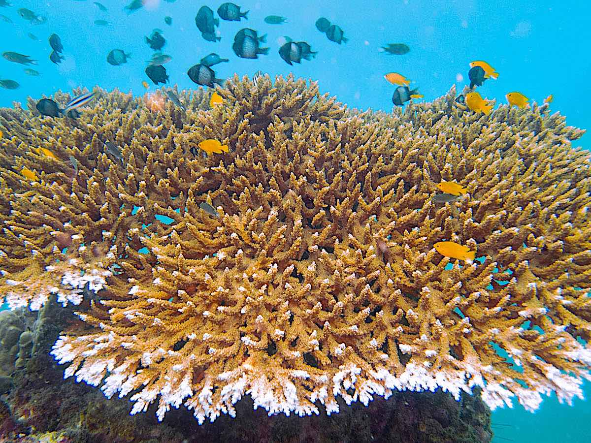 Coral Taxonomy & ID Marine Conservation course in Thailand