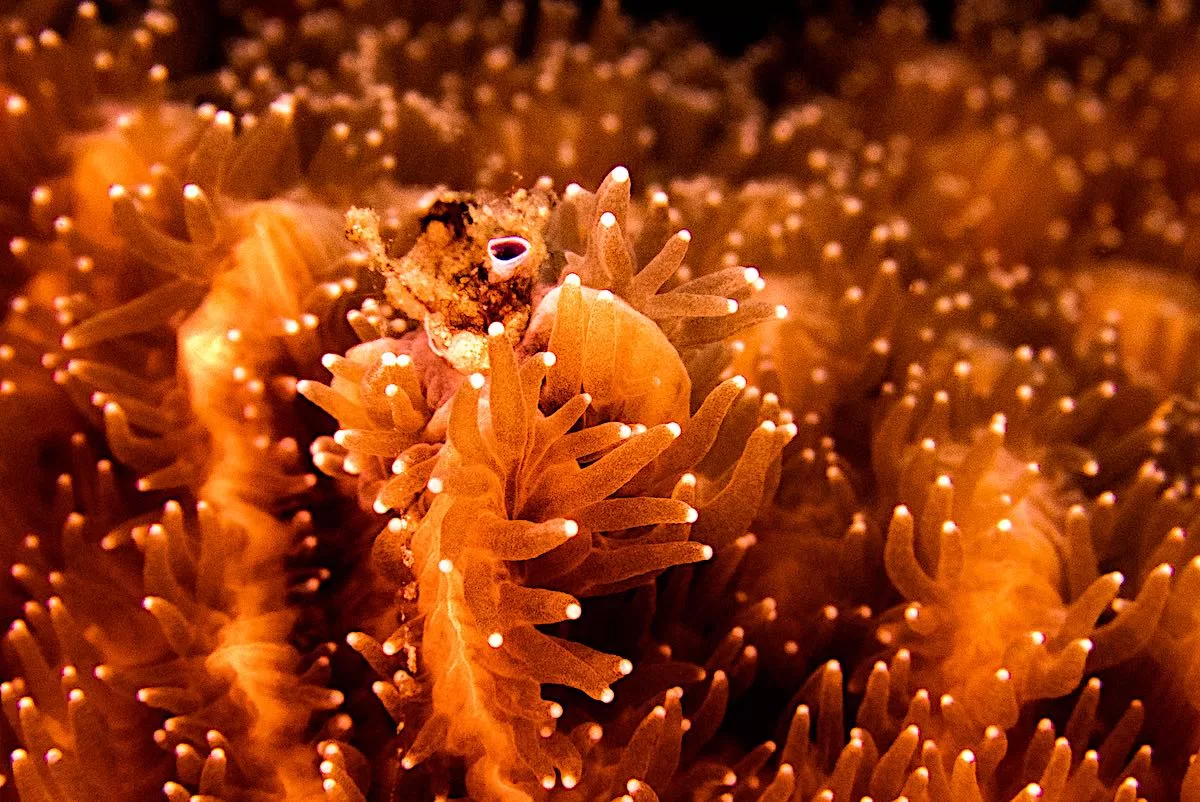 Hydnophora - Coral Polyps on coral reefs in thailand