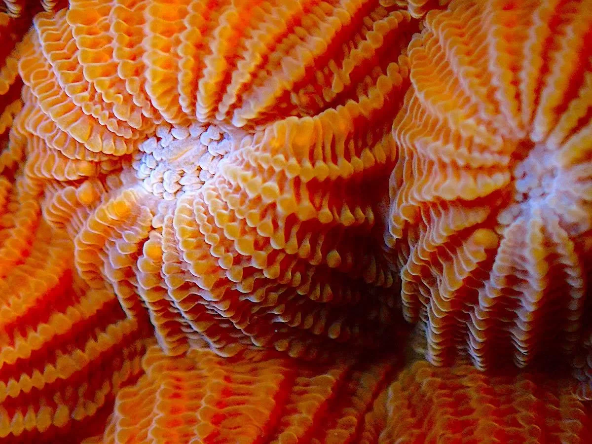 Diploastrea heliopora - Hard Coral