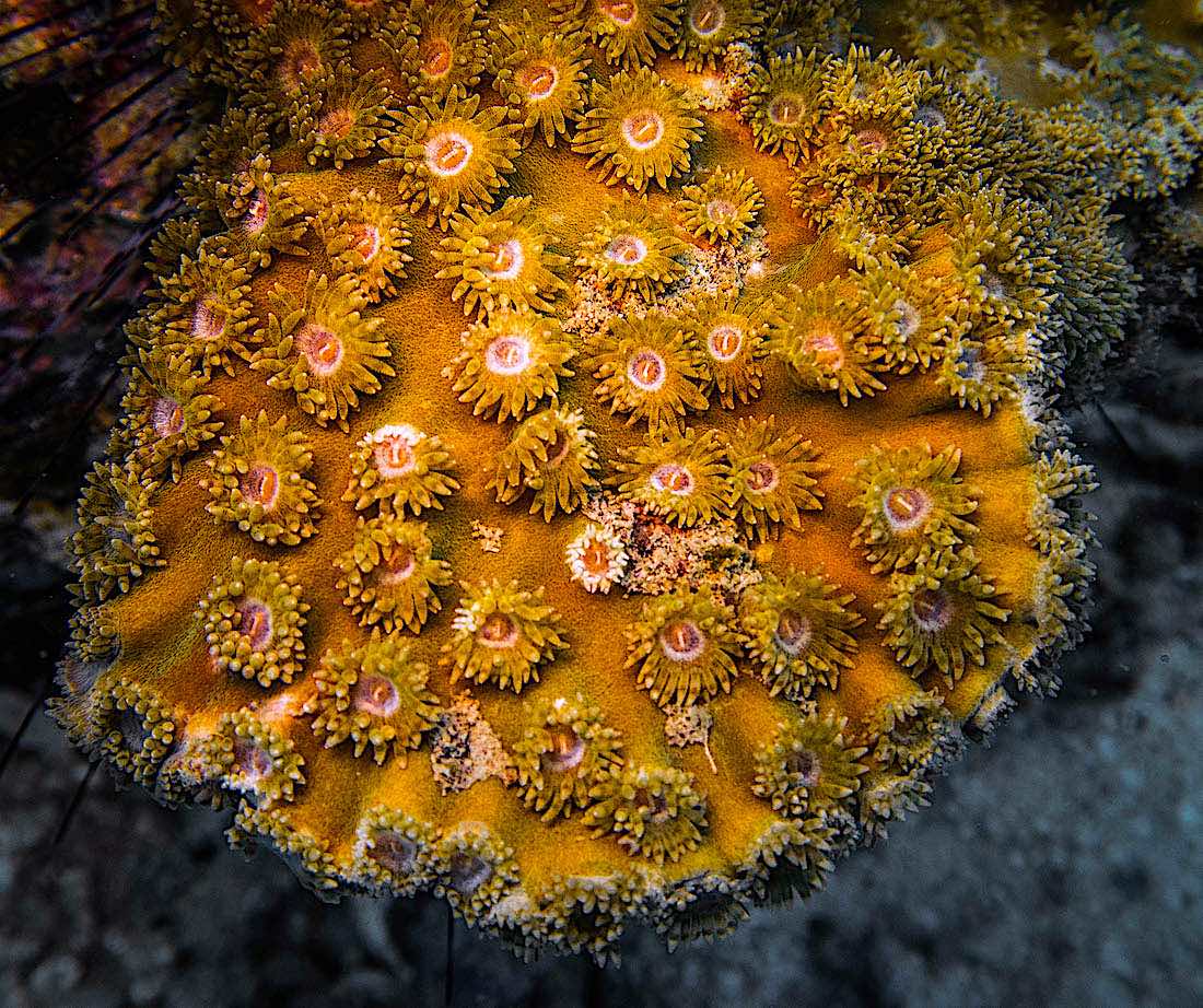 Duncanopsammia Hard Coral
