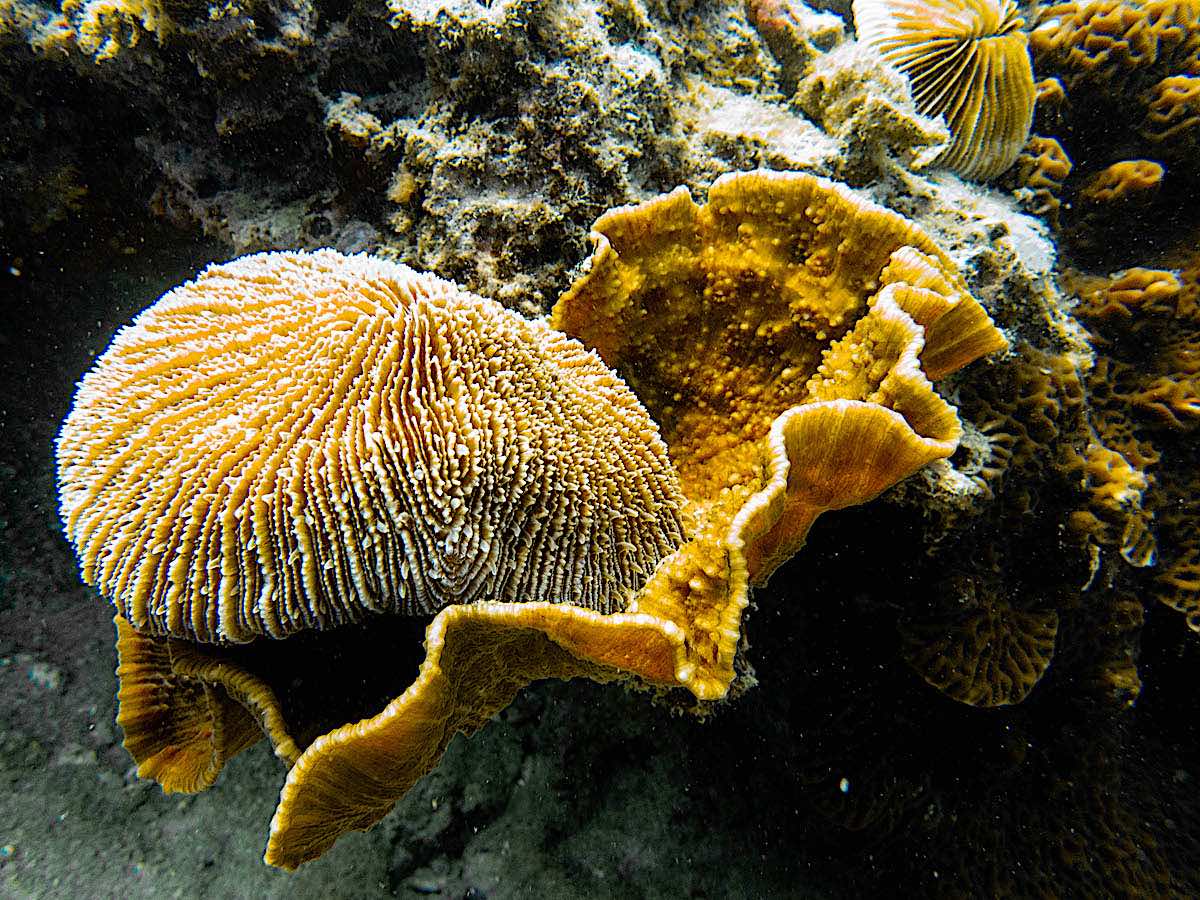 Danafungia; Oxypora - Learn to Identify Corals by Genera