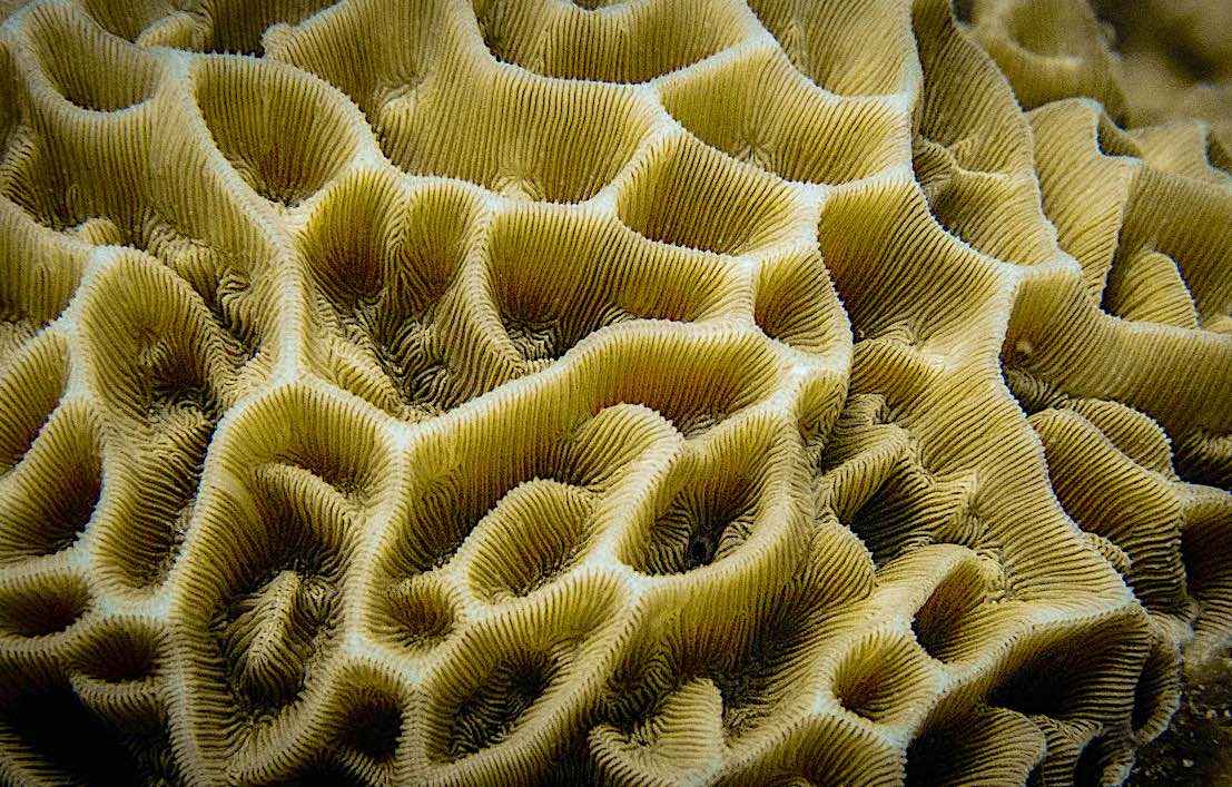 best marine conservation courses in thailand