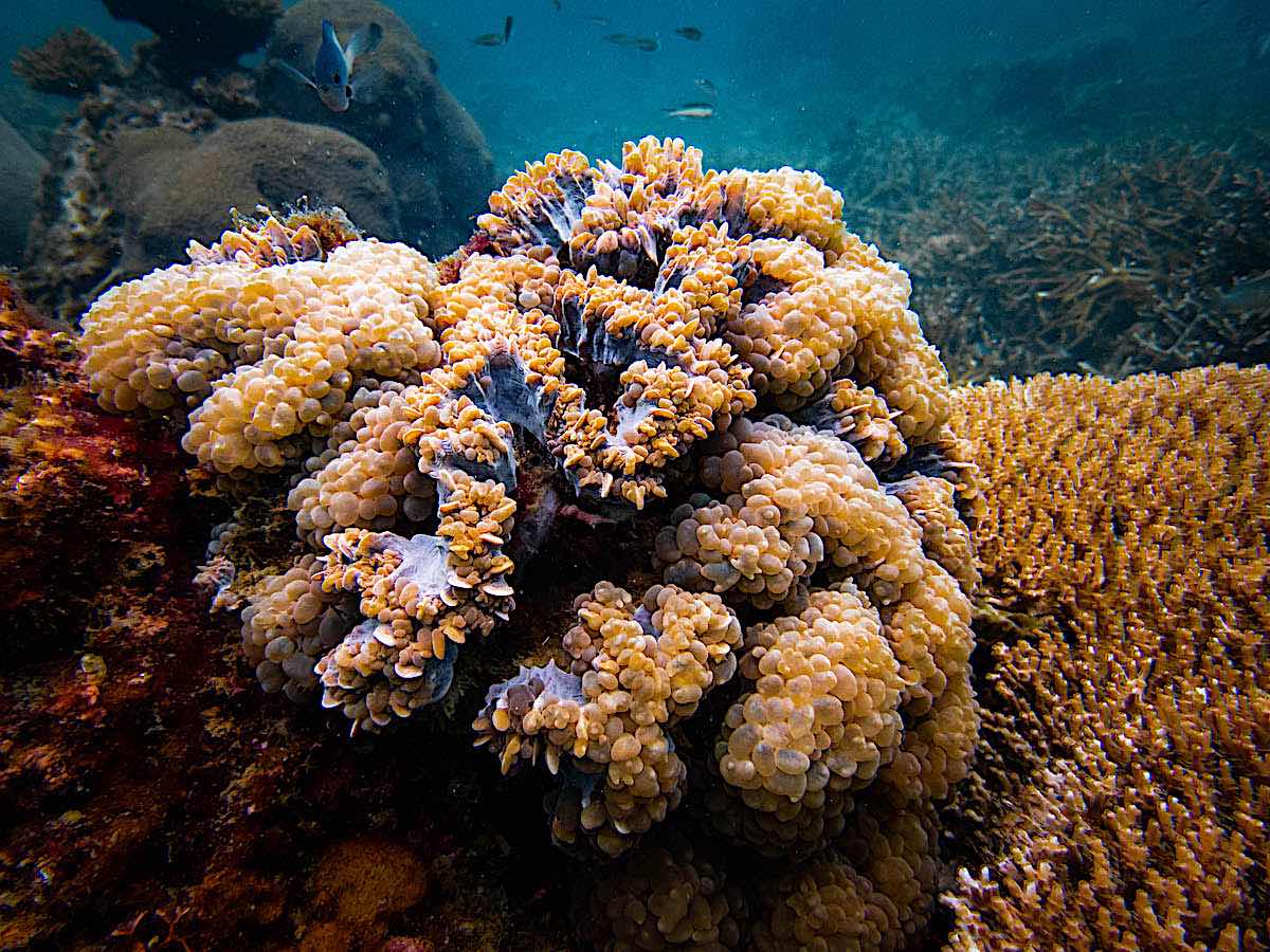 Plerogyra - Coral Taxonomy and Identification courses in Thailand