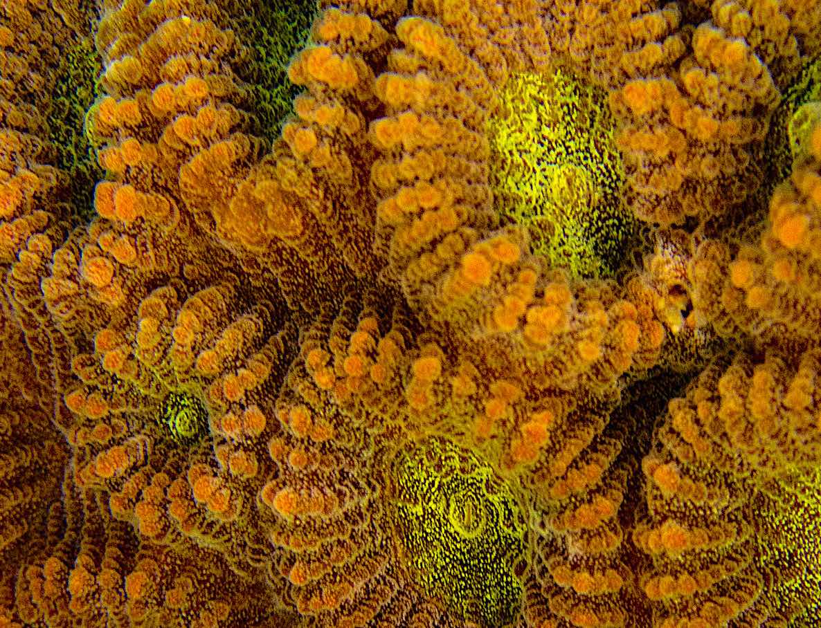 Dipsastraea - Identify Coral by Genera