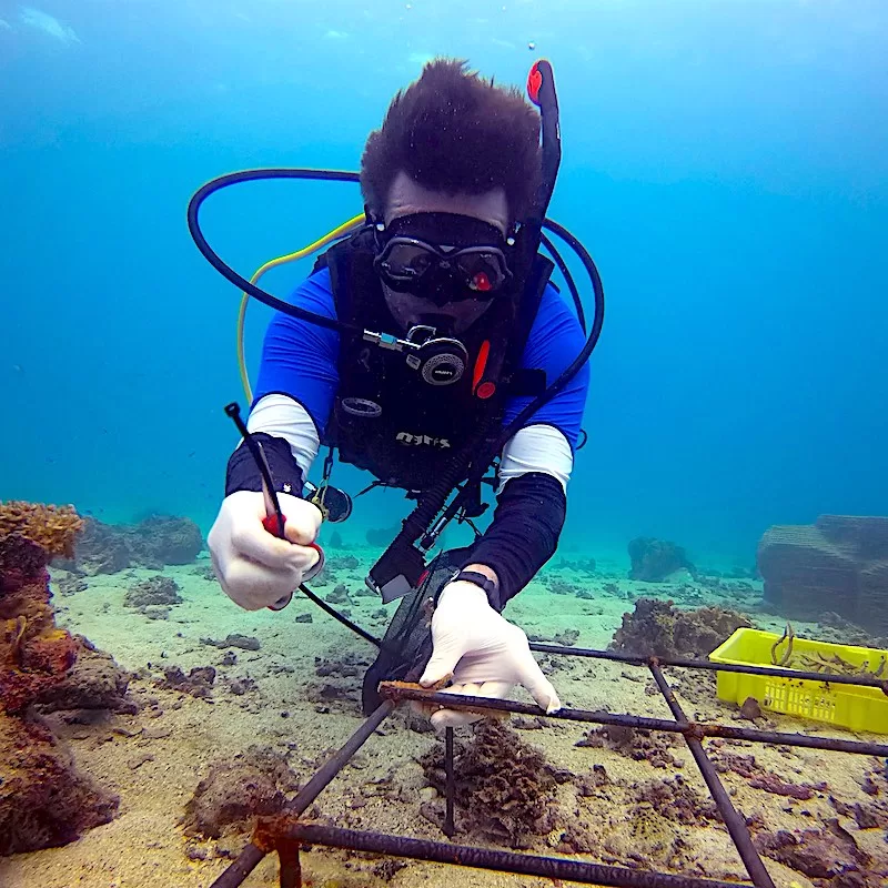 Matt Bolton Coral Reef Restoration on Koh Tao, Thailand
