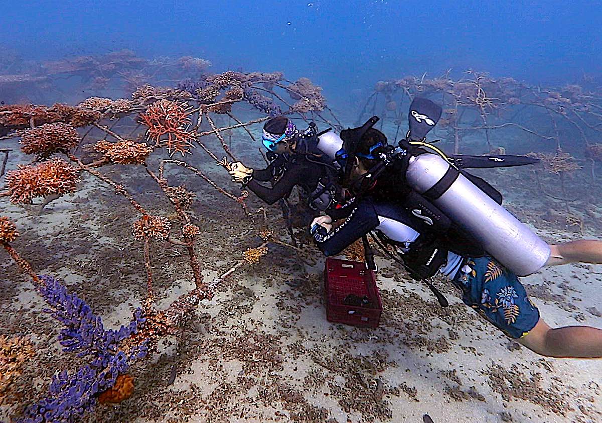 Marine Conservation Internships in Thailand - Junkyard Reef Artificial Dive Site Project 