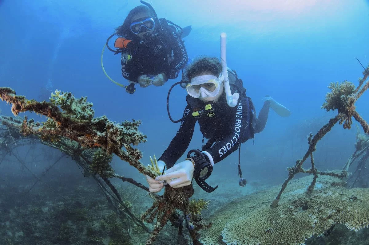 best coral restoration course in thailand