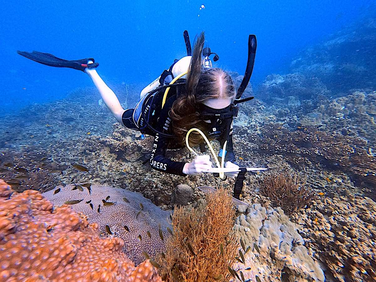 Marine Conservation Internships - Learn to Monitor the Health of Coral Reefs