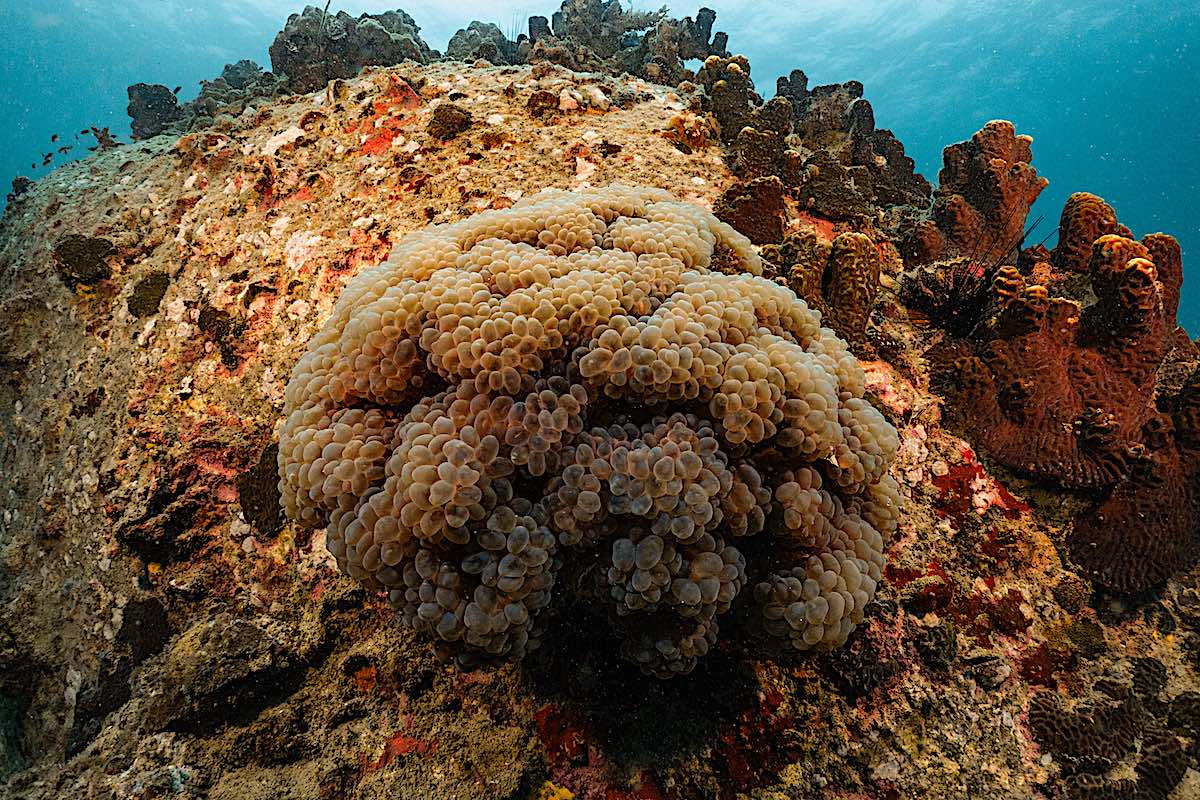 Marine Conservation Internships - Learn about Coral Taxonomy & Coral Identification