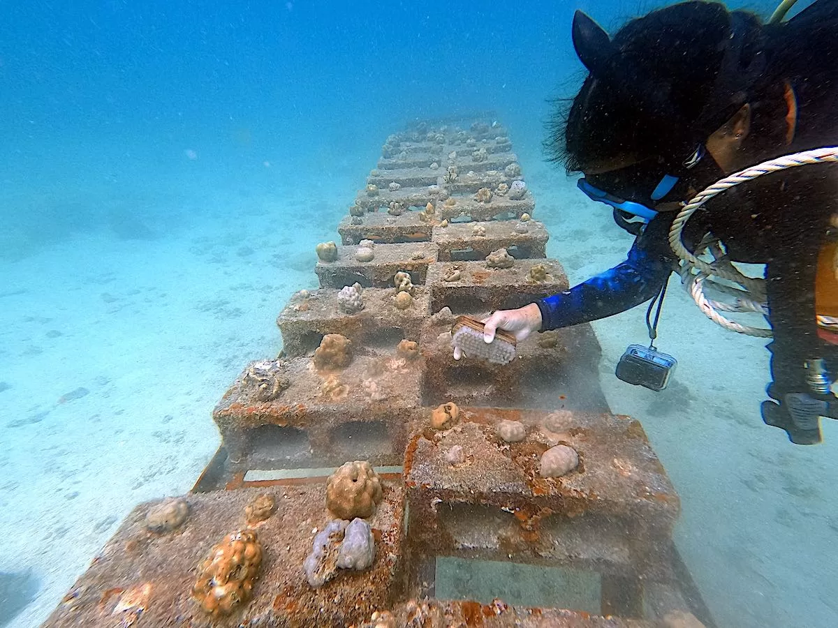 Marine Conservation Internships - Maintenance & Cleaning around Coral Fragments