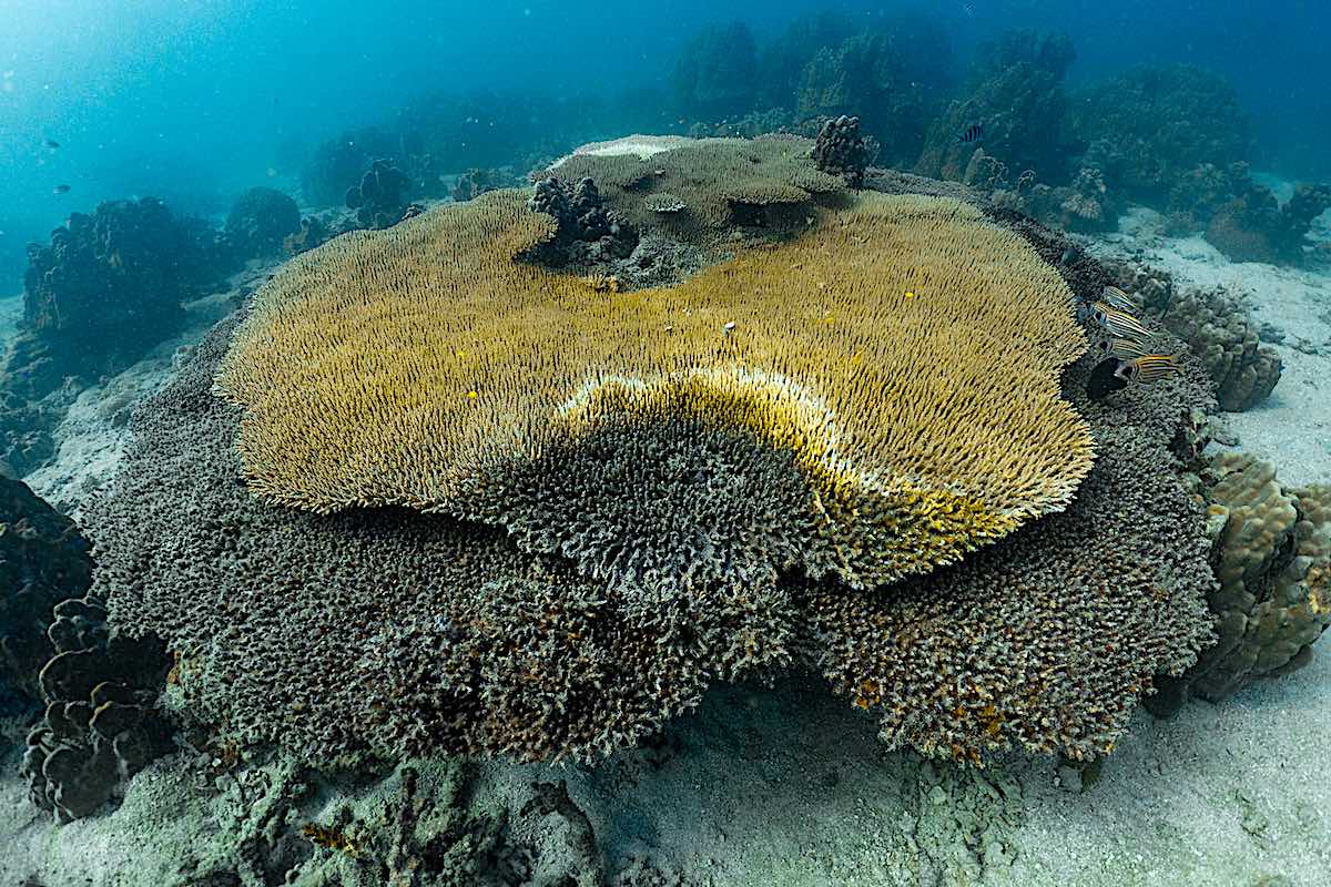 Learn about Coral Diseases Monitoring