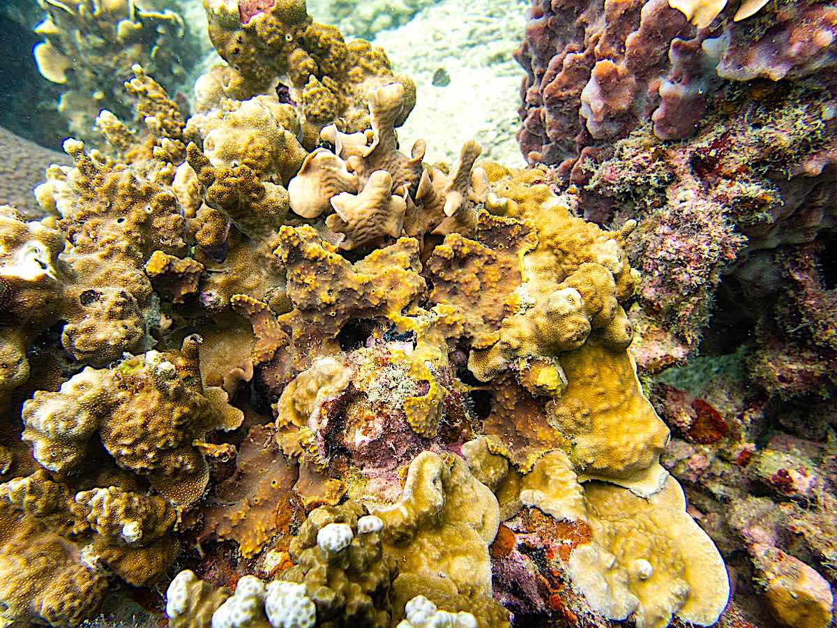 Learn to Identify Coral Diseases in Thailand
