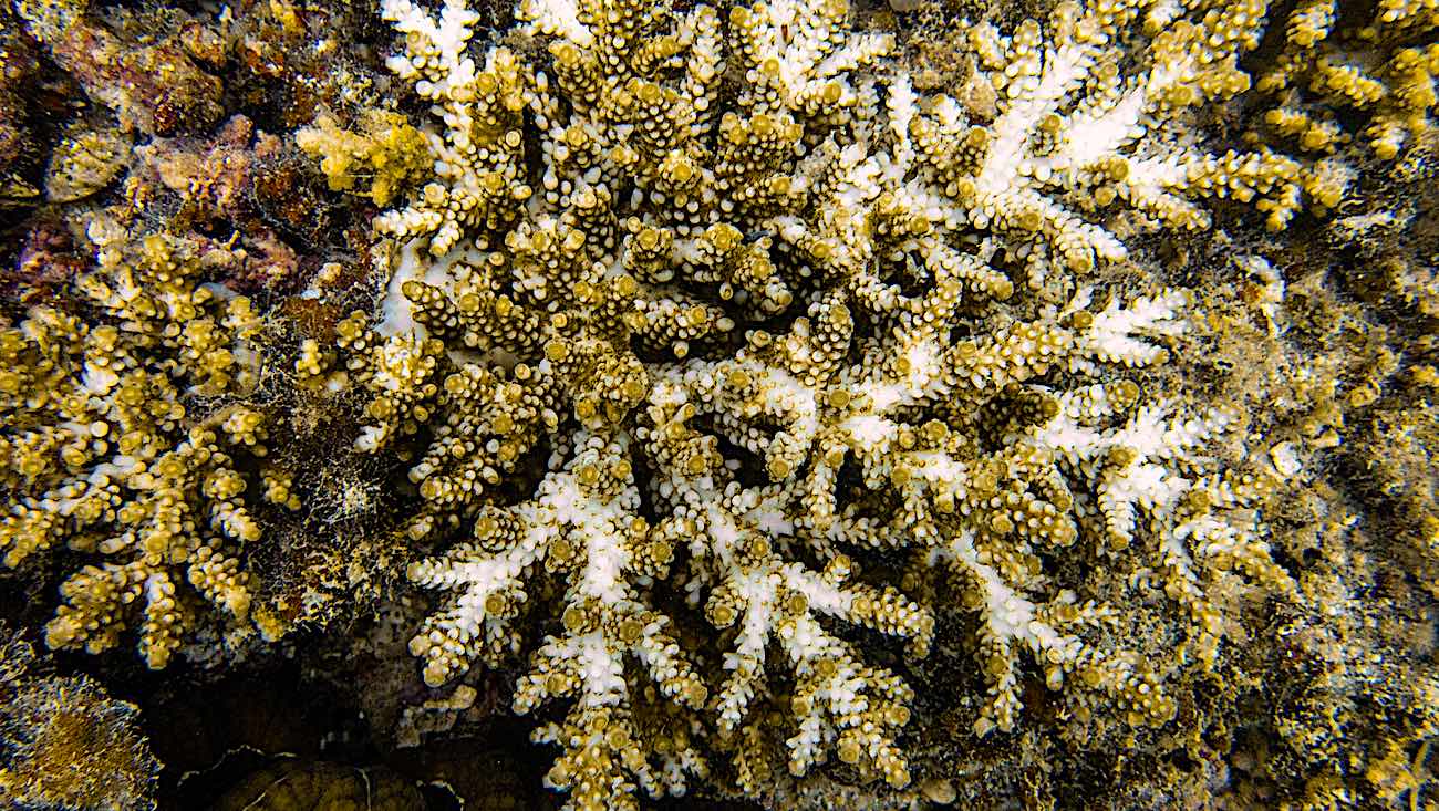 Coral Disease Identification in Thailand