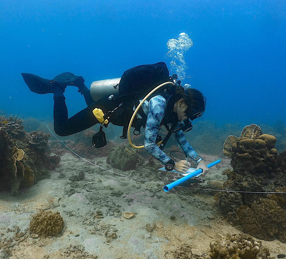 Coral Disease course Instructor conducting a Survey