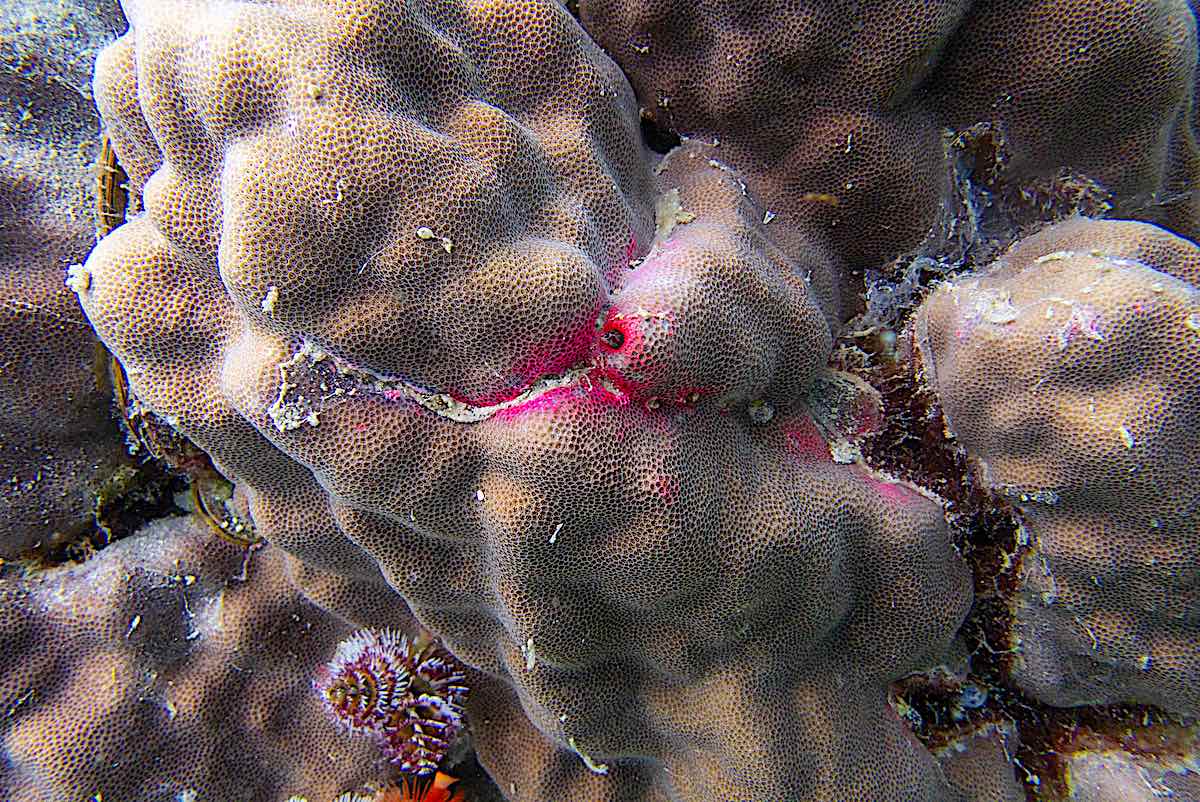 Coral Diseases and Health Monitoring course