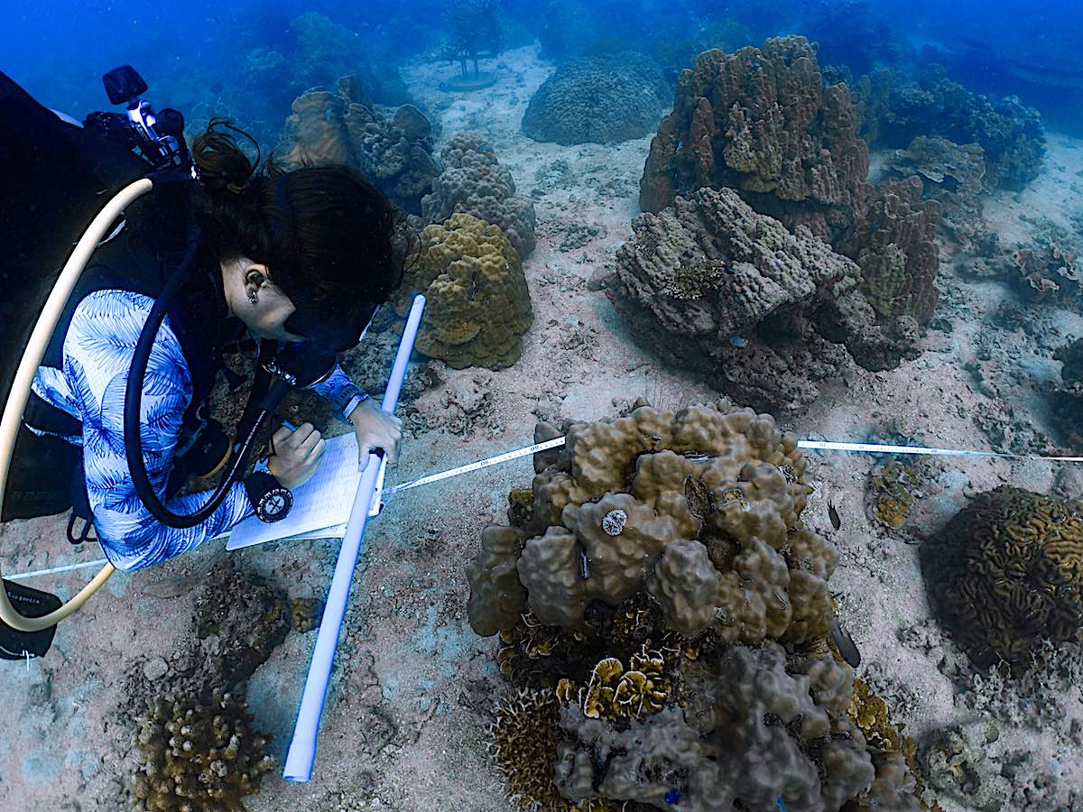 Conducting Coral Disease Surveys on Koh Tao