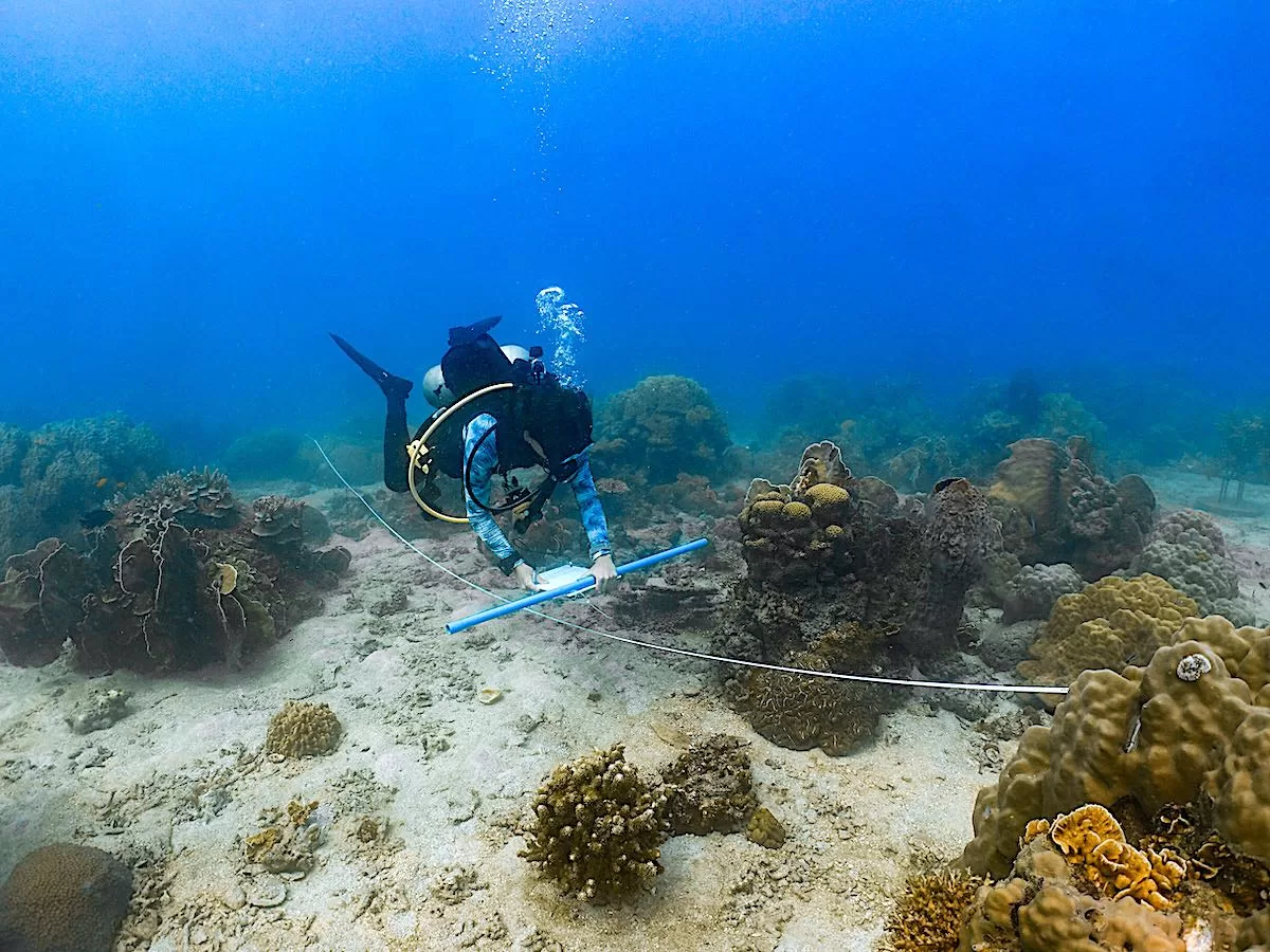 Coral Diseases & Compromised Health Monitoring course in Thailand