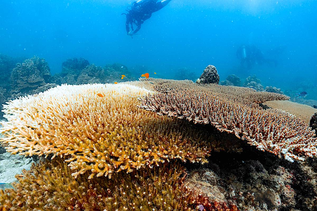 Coral Diseases Monitoring Techniques on Koh Tao