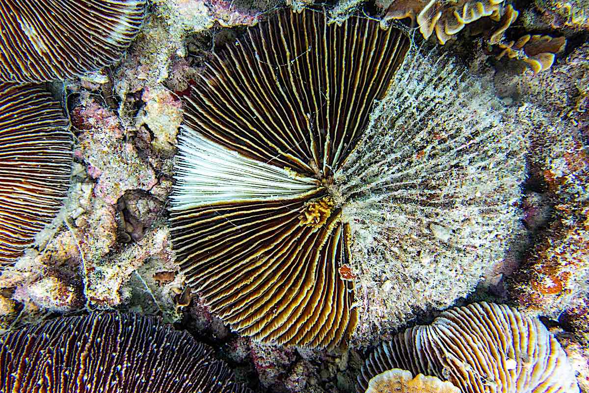 Coral Disease & Monitoring in Thailand