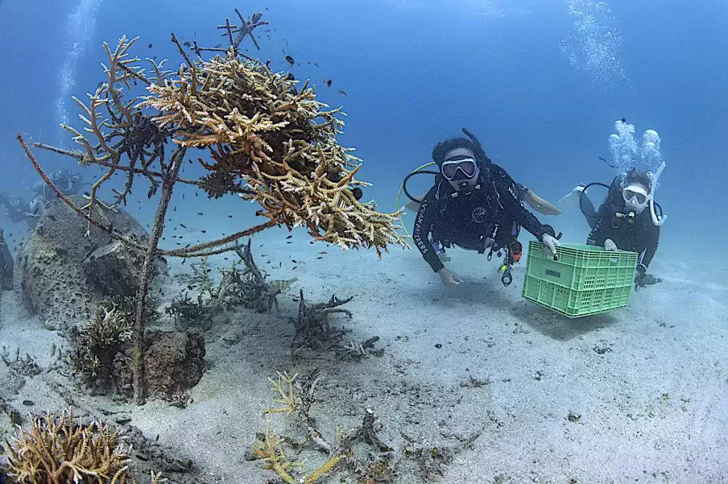 Divers Assessing & Collecting Coral Fragments