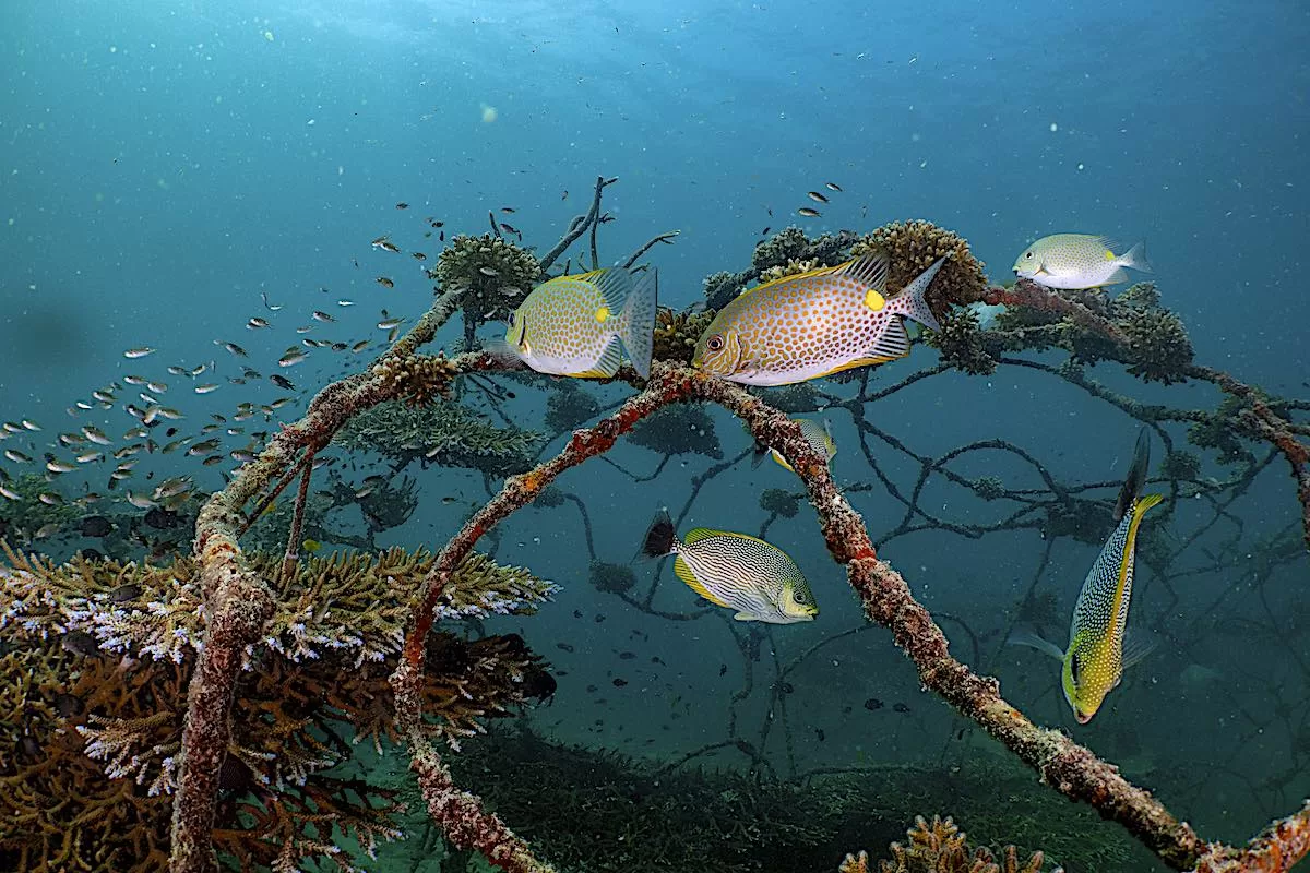 Coral Restoration Courses on koh tao in Thailand