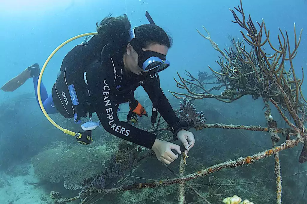 coral restoration techniques in thailand