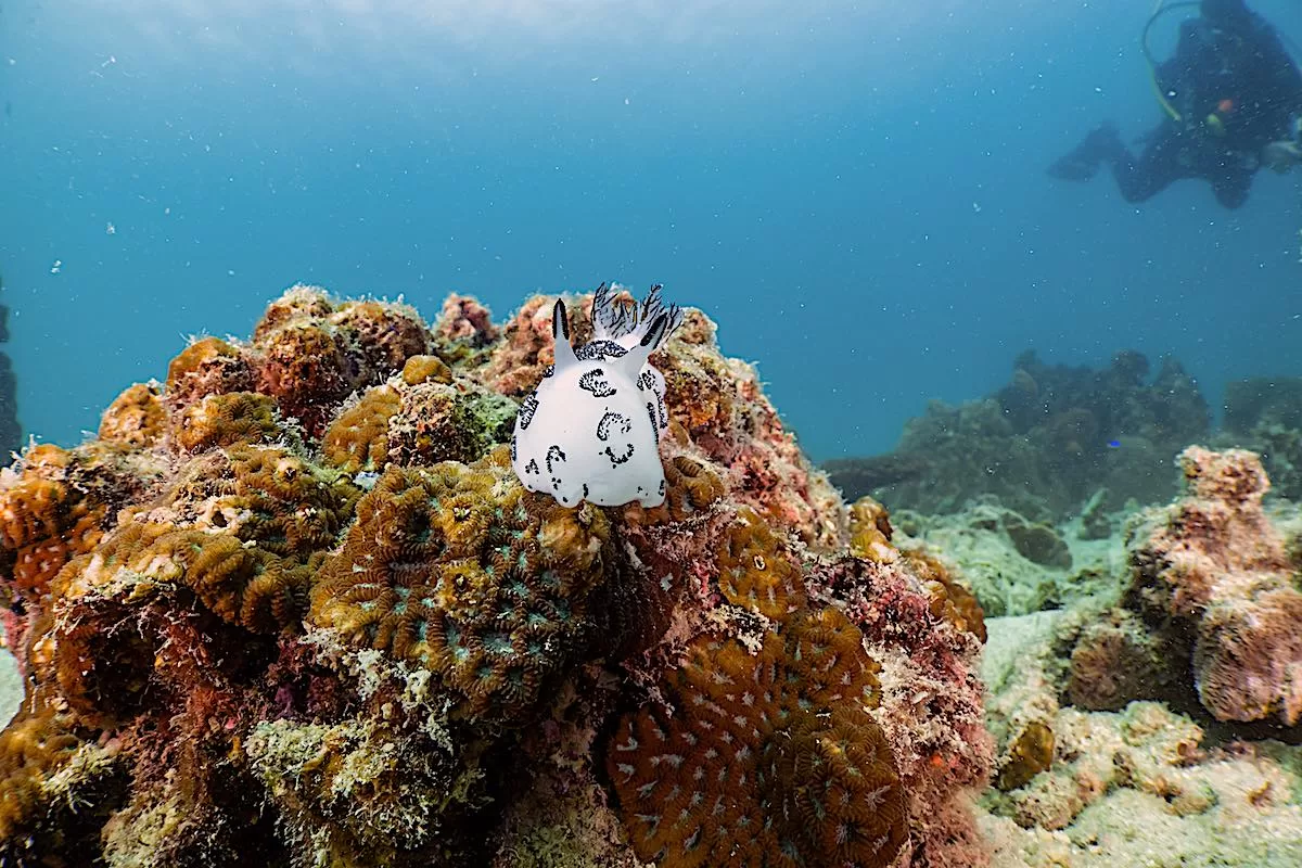 Nudibranch - Jorunna funebris on Black Turtle Reef on Koh Tao