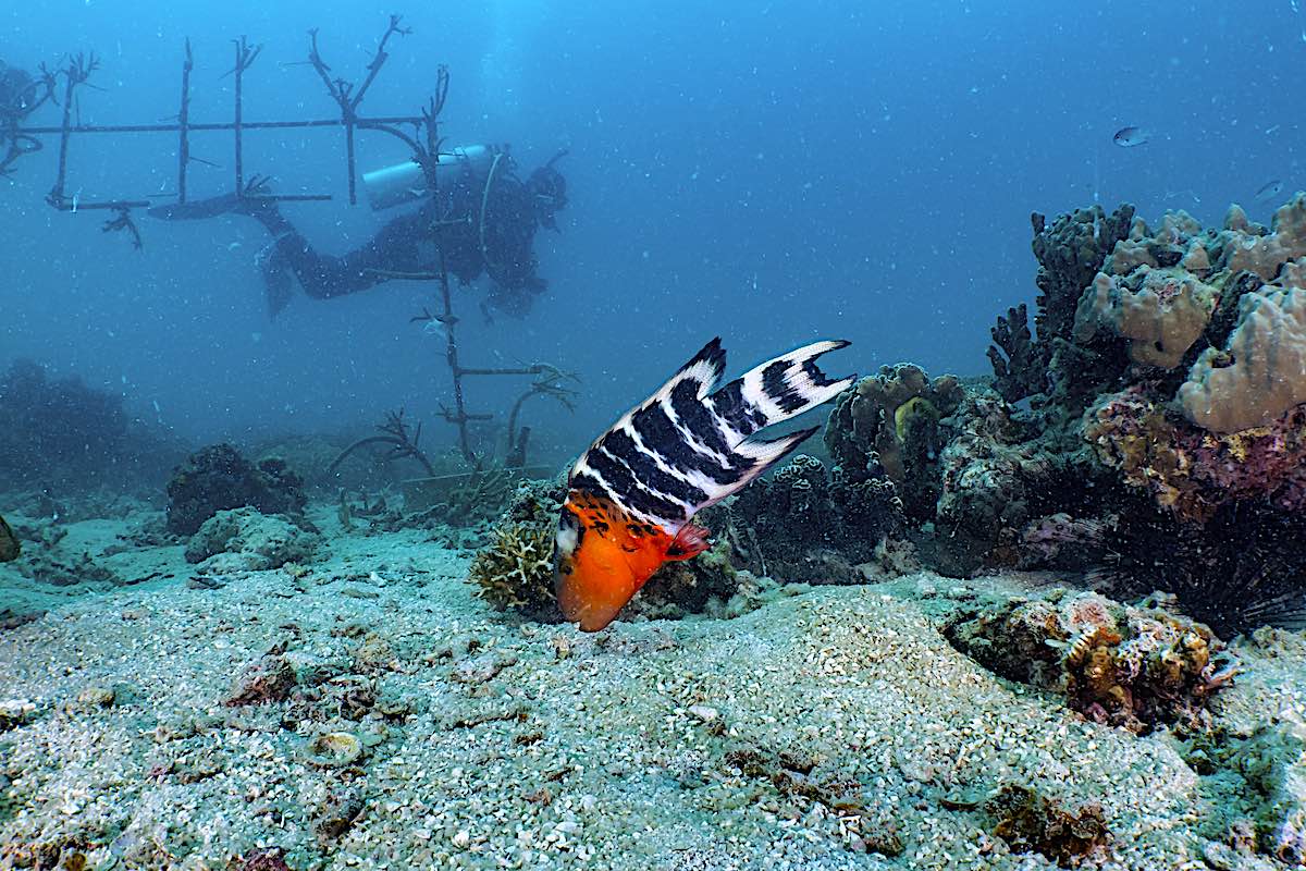 Coral Restoration Projects on Koh Tao, Thailand