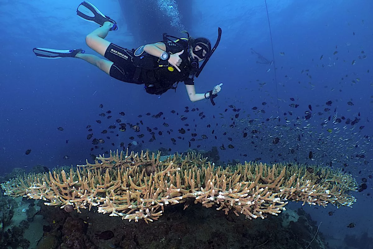 Coral Restoration Student Marine Conservation Internships in Thailand
