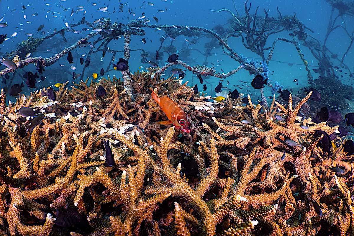 Coral Restoration Techniques Course on Koh Tao, Thailand