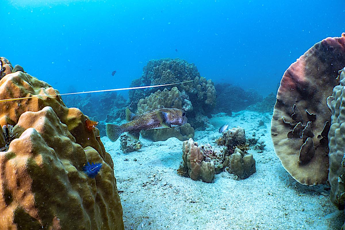 Coral Restoration Techniques Internship in Thailand