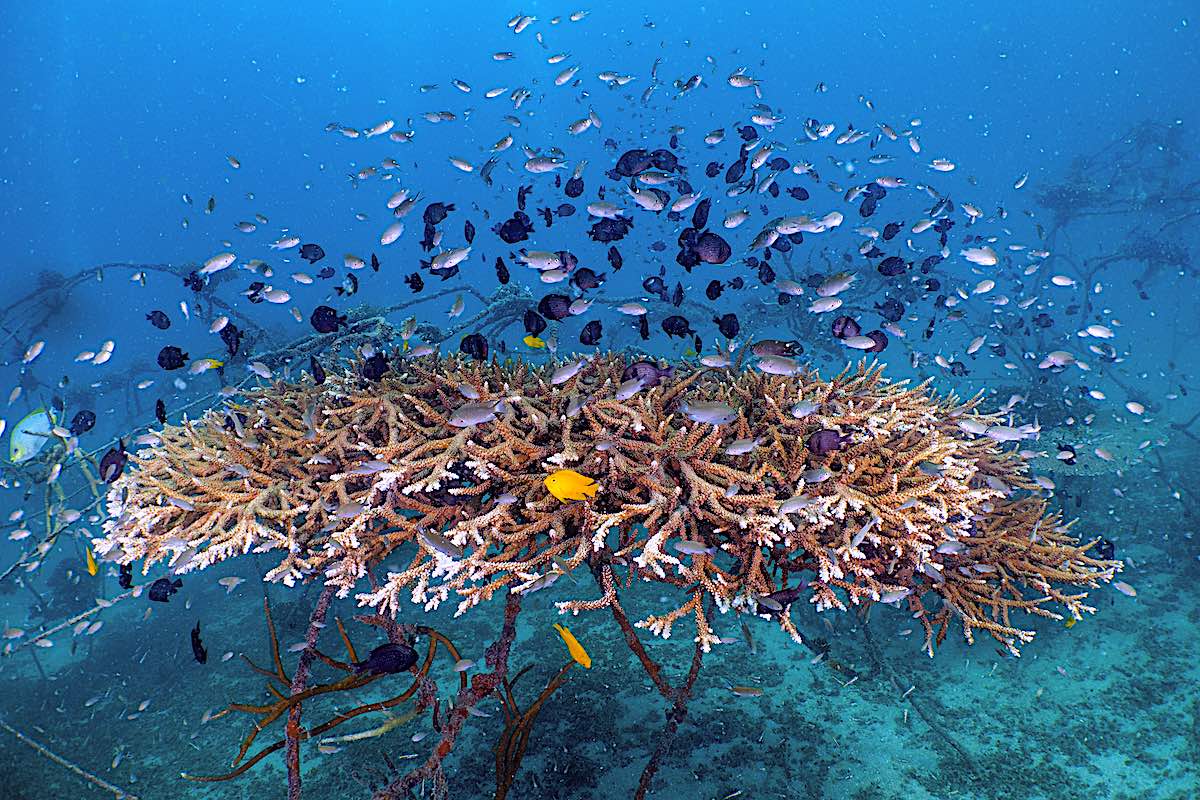 Coral Nursery Marine Life Habitat at Junkyard Reef