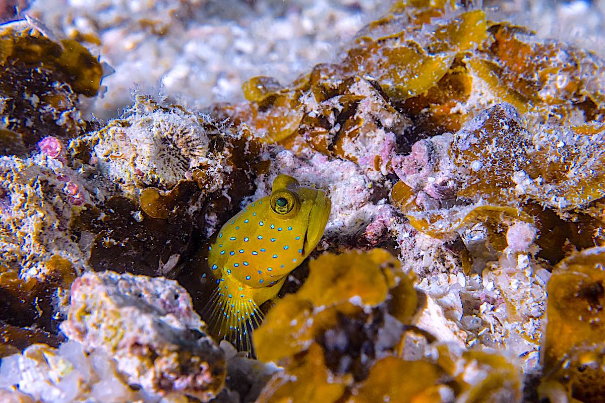 Marine Life Habitats on the Fringing Reef
