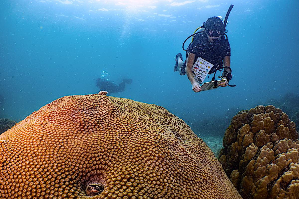 Coral Restoration in Thailand - Divers Collecting data