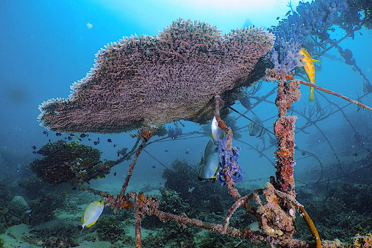 Coral Nurseries on Koh Tao, Thailand