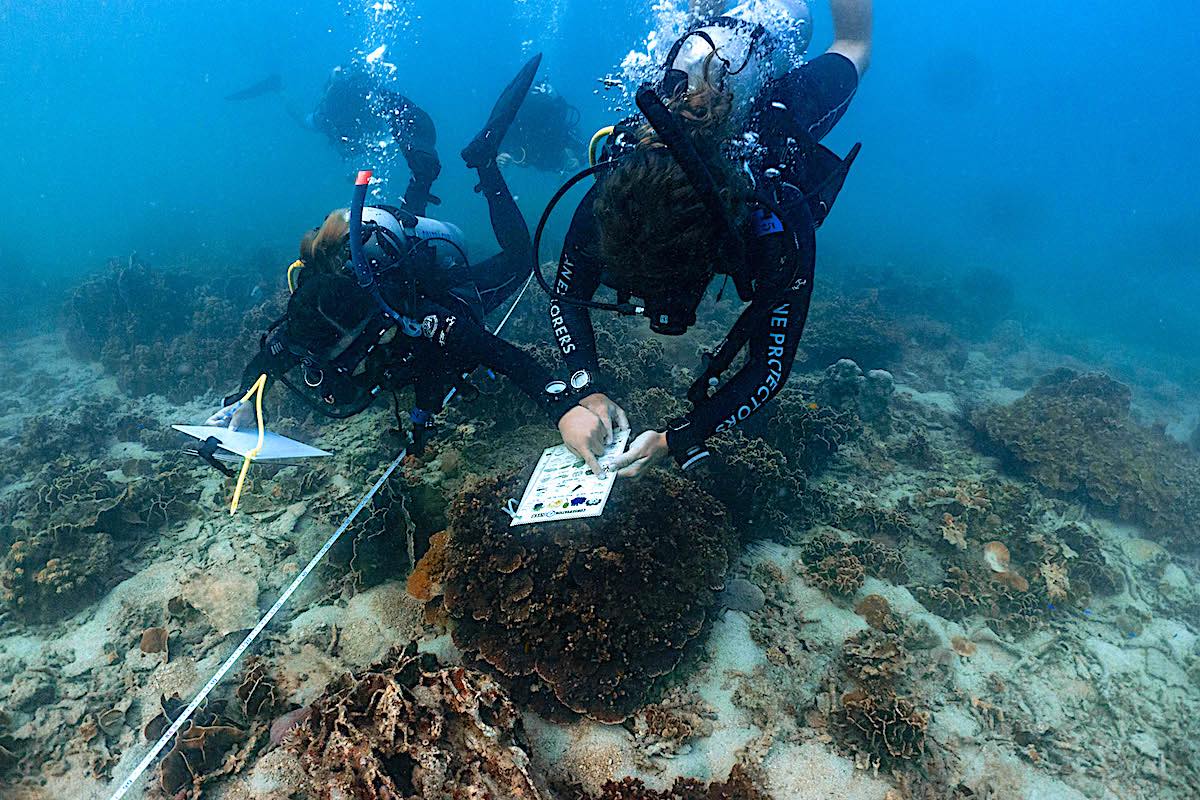 Core Conservationist Marine Conservation Internships