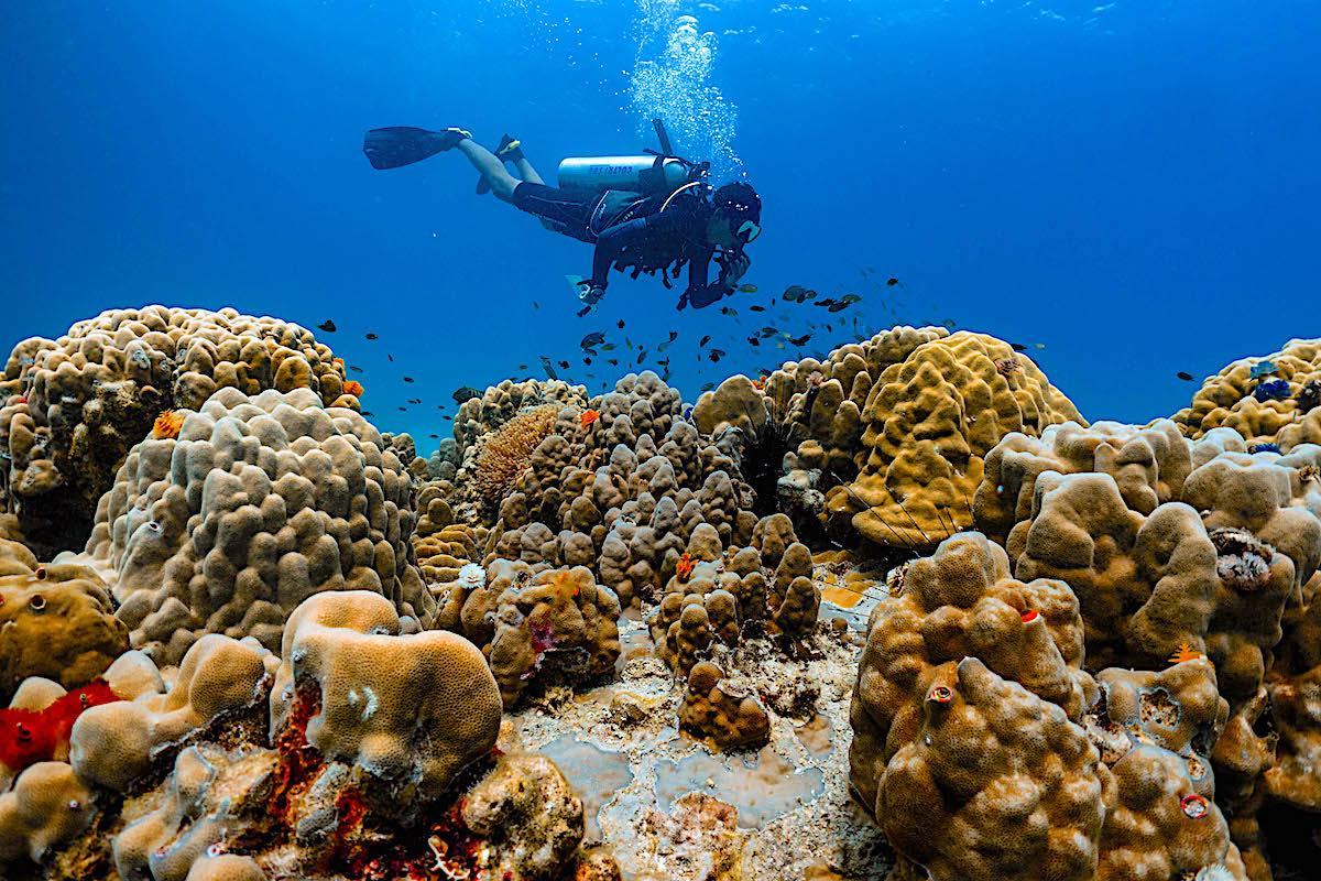 Marine Conservation Internships - A diver surveying healthy coral reefs in thailand